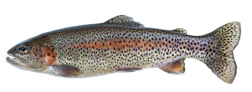 A picture of a trout